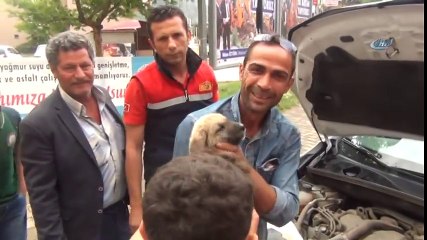 Otomobilin Motor Bölümünde Sıkışan Yavru Köpeği İtfaiye Kurtardı
