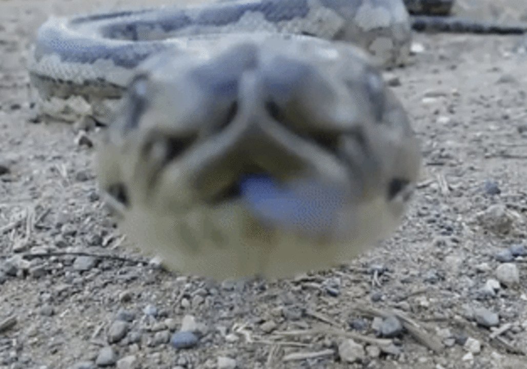 Python Lunges at Camera in Mackay, Queensland