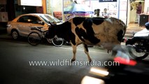 Jersey Cow with red and yellow horns gets lost, wanders in an Indian city
