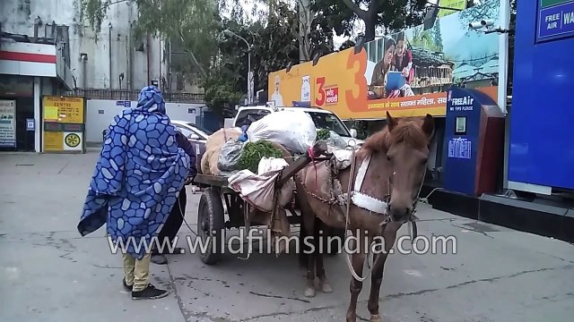 Horse-drawn Cart at Petrol Pump - gas station in New Delhi : mule power or fuel power?