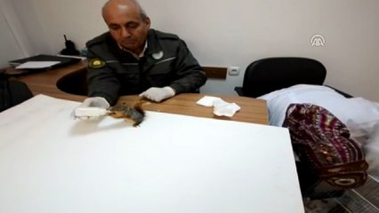 Sincap yavruları Doğa Koruma ekiplerine emanet - ANKARA