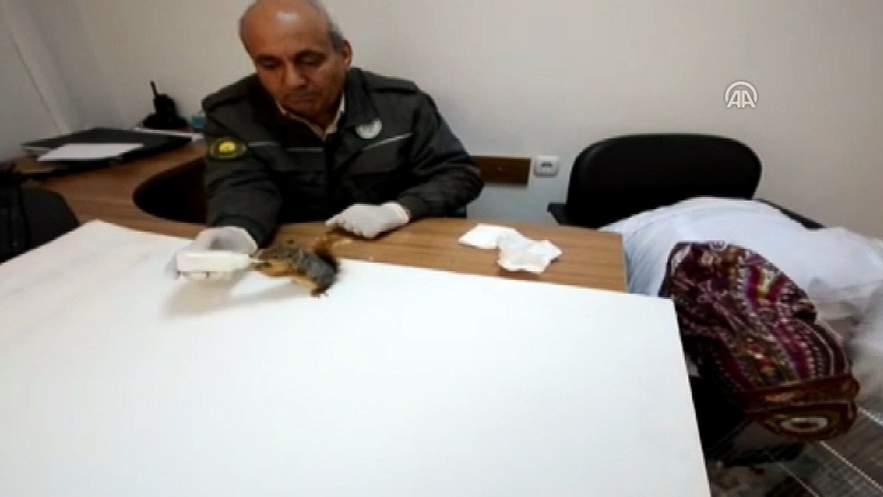 Sincap yavruları Doğa Koruma ekiplerine emanet - ANKARA