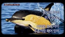 [뉴스 스토리] 참돌고래 2,000마리‥어디서 왔니?