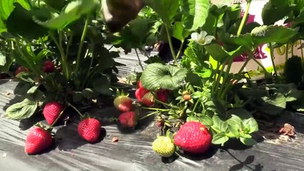 Ev hanımıydı çilek üreticisi oldu - HATAY