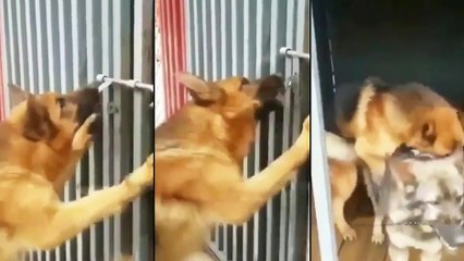 Un chien qui a une grosse envie de retrouver sa maitresse