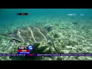 Pelepasliaran Penyu Hasil Sitaan - NET 5