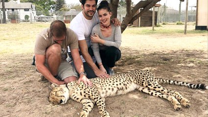 Fahriye Evcen, Tepki Çeken Fotoğrafına Açıklık Getirdi: Çita Uyuşturulmadı