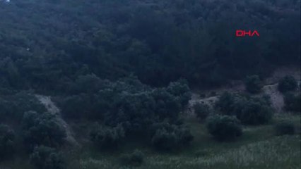 Hatay Domuz Sürüsü Yazlık Siteye İndi