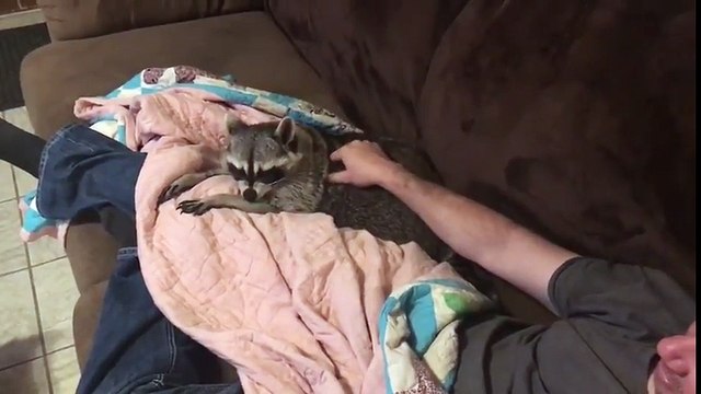 N'arrête pas les caresses !! Trop drôle ce raton laveur !