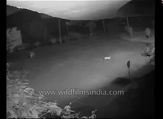 Leopard attacks and kills dog, on camera!