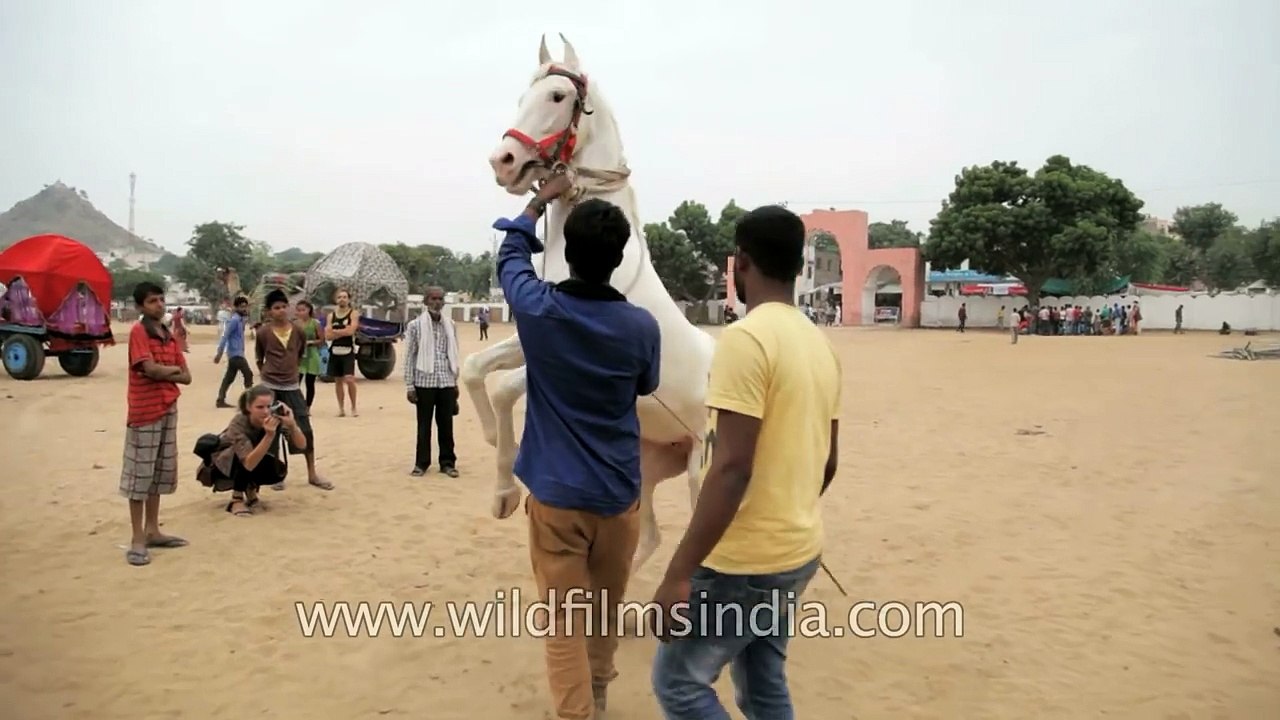 The dancing horses of Pushkar: tradition or animal cruelty?