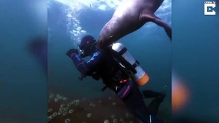 Ce lion de mer essaie de manger ce plongeur... Risqué (480p)