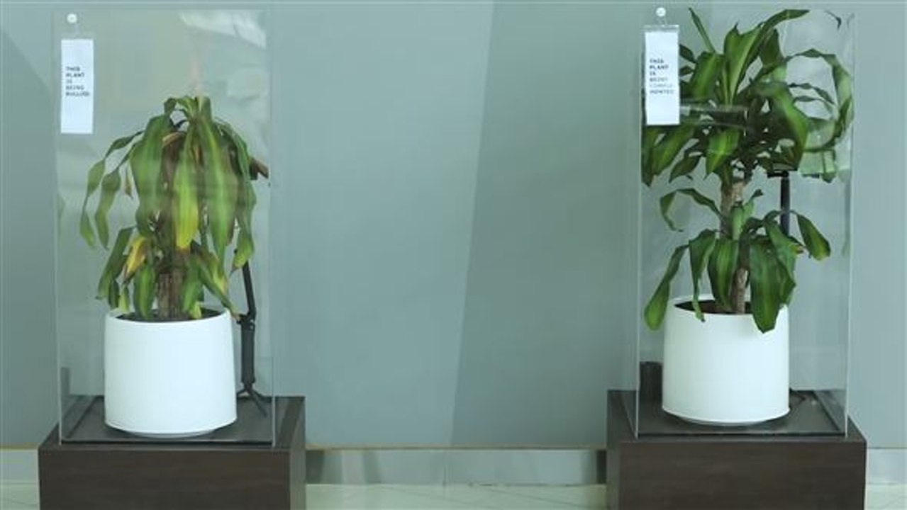 Gemobbtes Grün: Pflanze lässt die Blätter hängen