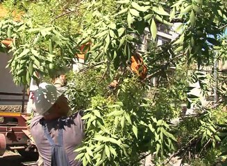 Polomljeno drvo nije nanelo velike štete, 8.maj 2018. (RTV Bor)