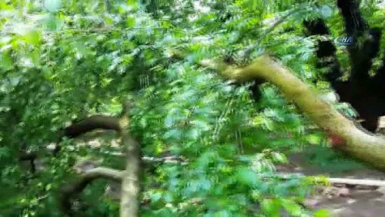Sağanak yağış ve fırtına erik ağaçlarının dallarını kırdı