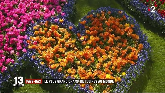 Pays-Bas : le plus grand champ de tulipes au monde