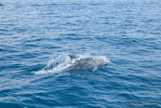 Des dauphins repérés ce matin au large de Marseille