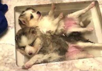 Puppy Bath: Expectation vs Reality