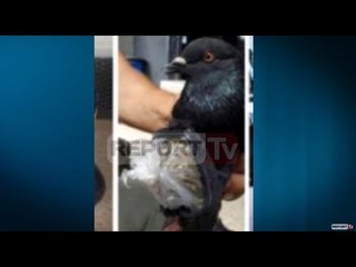 Report TV - Report TV zbulon fotot si futet droga me pëllumba në burgje