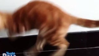 Funny Cat - The energy of a cat
