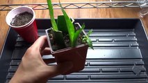 Snake Plant - Mother-in-Laws Tongue: How To Propagate from Cutting - Cloning Snake Plant