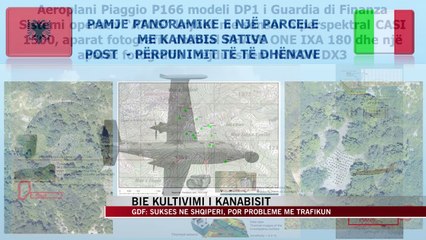 Bie kultivimi i kanabisit - News, Lajme - Vizion Plus
