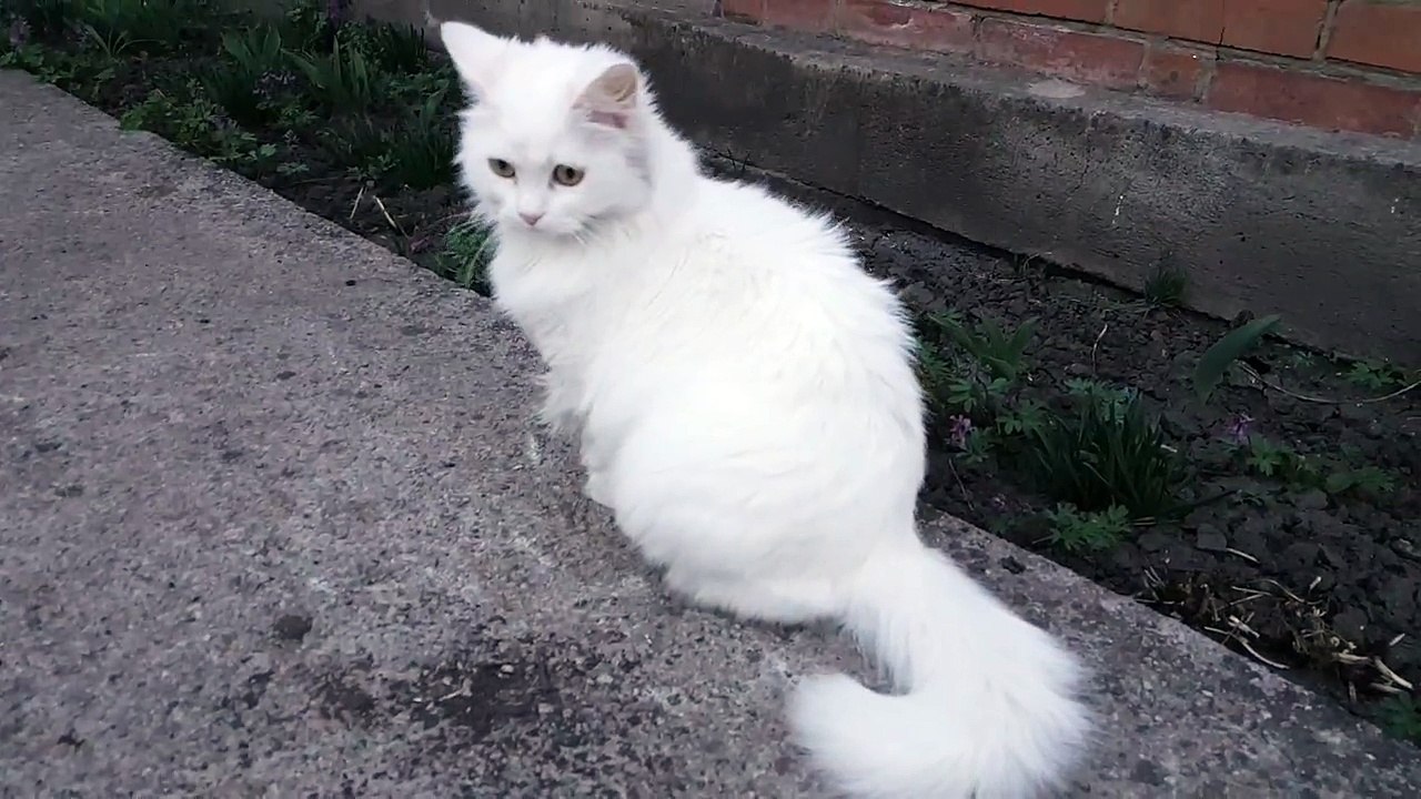 Beautiful Turkish angora, spring, cute cat video