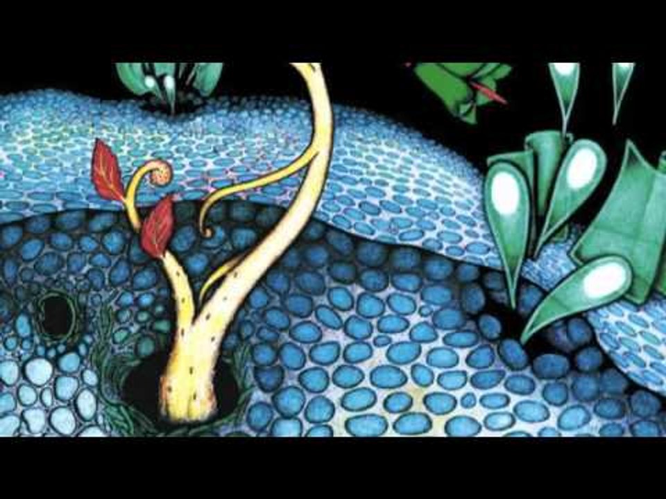 Duo Quanta - Côco