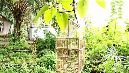 memikat burung ciblek paling jitu asli langsung dapat terbaru