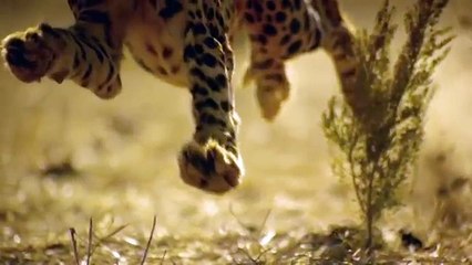 ГЕПАРД - САМОЕ БЫСТРОЕ ЖИВОТНОЕ