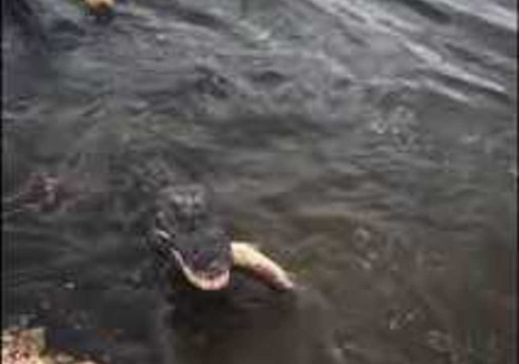 Greedy Gator Steals Girl's Catch
