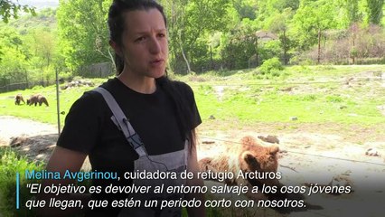Un refugio en Grecia para osos y lobos traumatizados