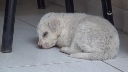 Sarıgöl'de Hasta Yavru Köpeğe Şefkatli Eli