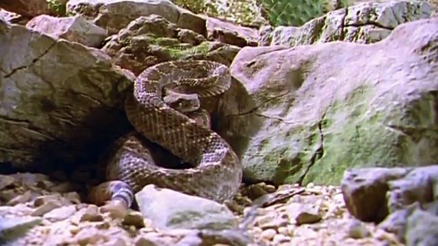 Rattlesnakes [Deadly Reptiles Documentary] | Wild Things