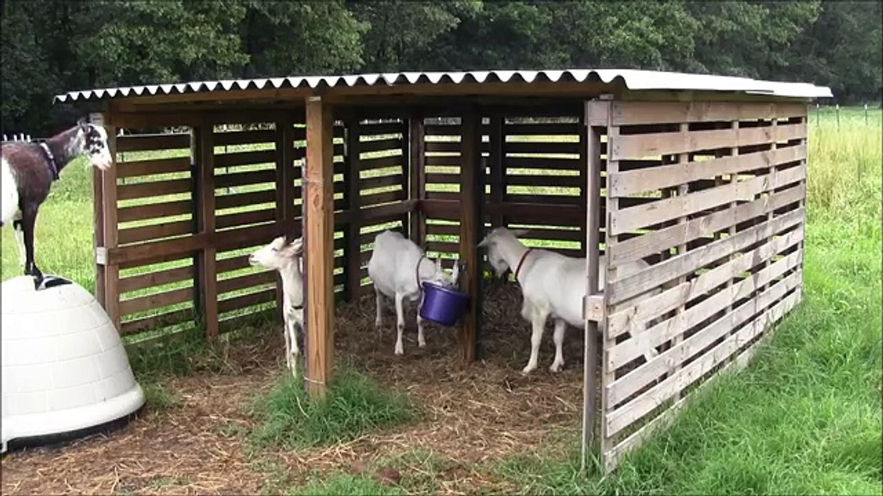 Our Goat Shelter Using Free Pallets