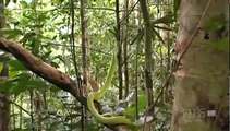 Snake Documentary ► The Reptiles - Snakes (Full Documentary)