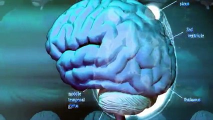 Biology – Human brain structure and function - in Hindi