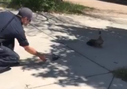 Boise Firefighters Use Mother Duck Recording to Help Rescue Ducklings