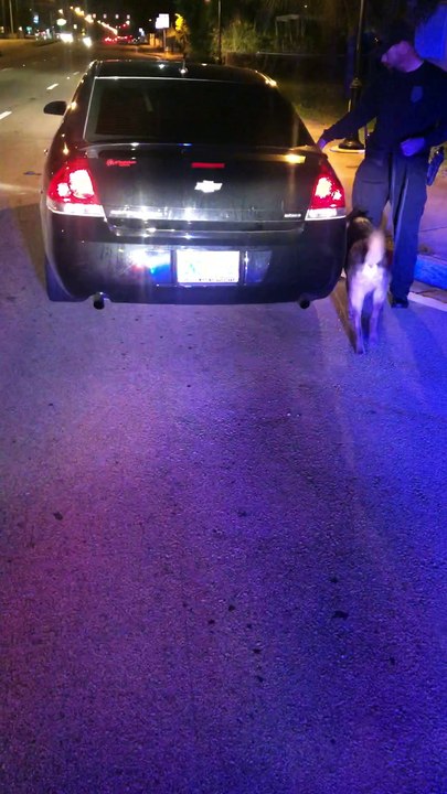 Police Pullover Failed