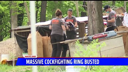 Descargar video: More Than 600 Birds Seized in Massive Indiana Cockfighting Ring Bust