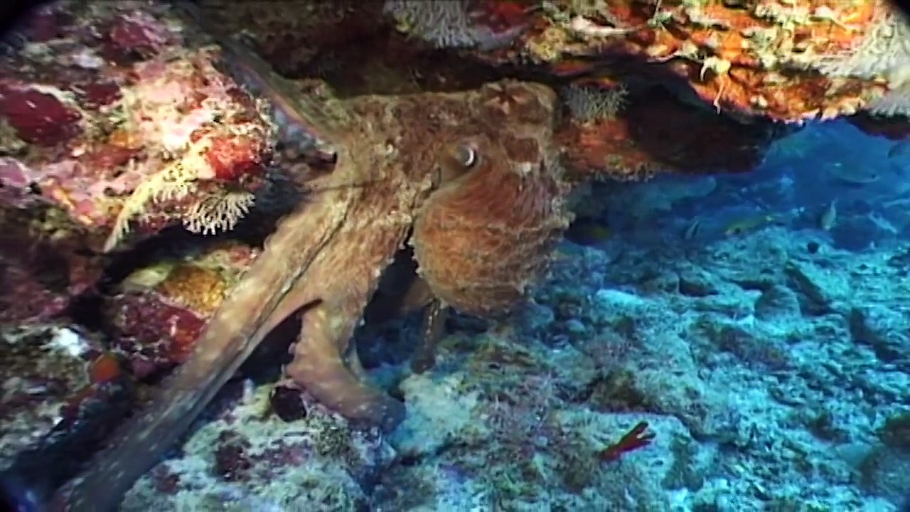 Maldives: diving paradise (part 5)