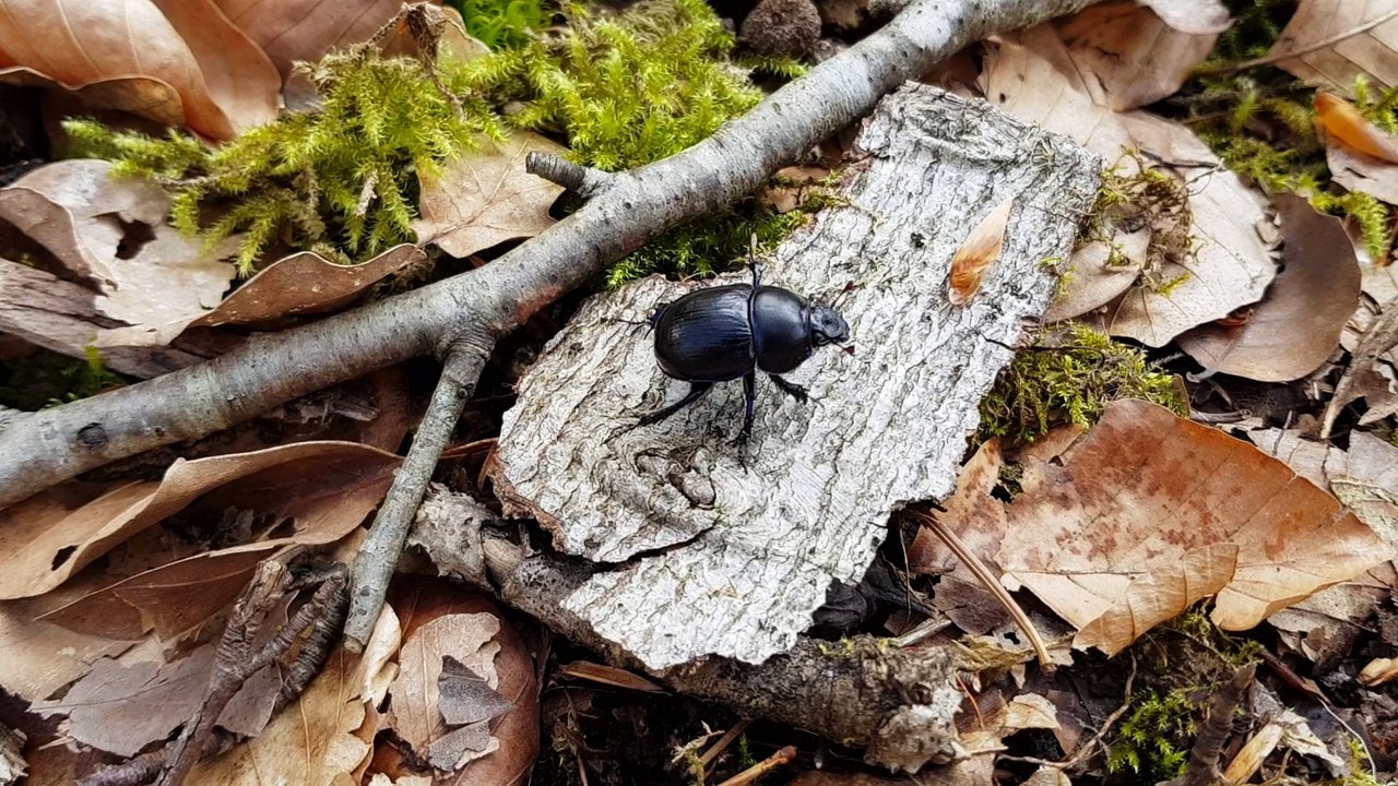 Le bousier dans la forêt