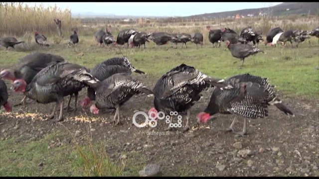 Ora News- Gjeli i detit, fermerët e Lezhës bëhen gati për të dalë në treg