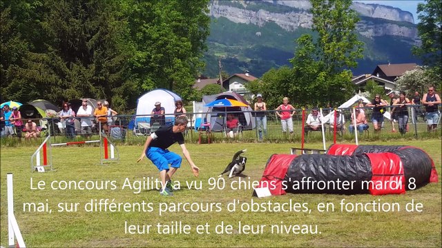 Agility : un concours canin d'agilité et de discipline à Sallanches