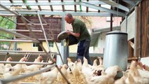 (Doku in HD) Tierfabrik Deutschland - Von Billigfleisch und Wegwerfküken