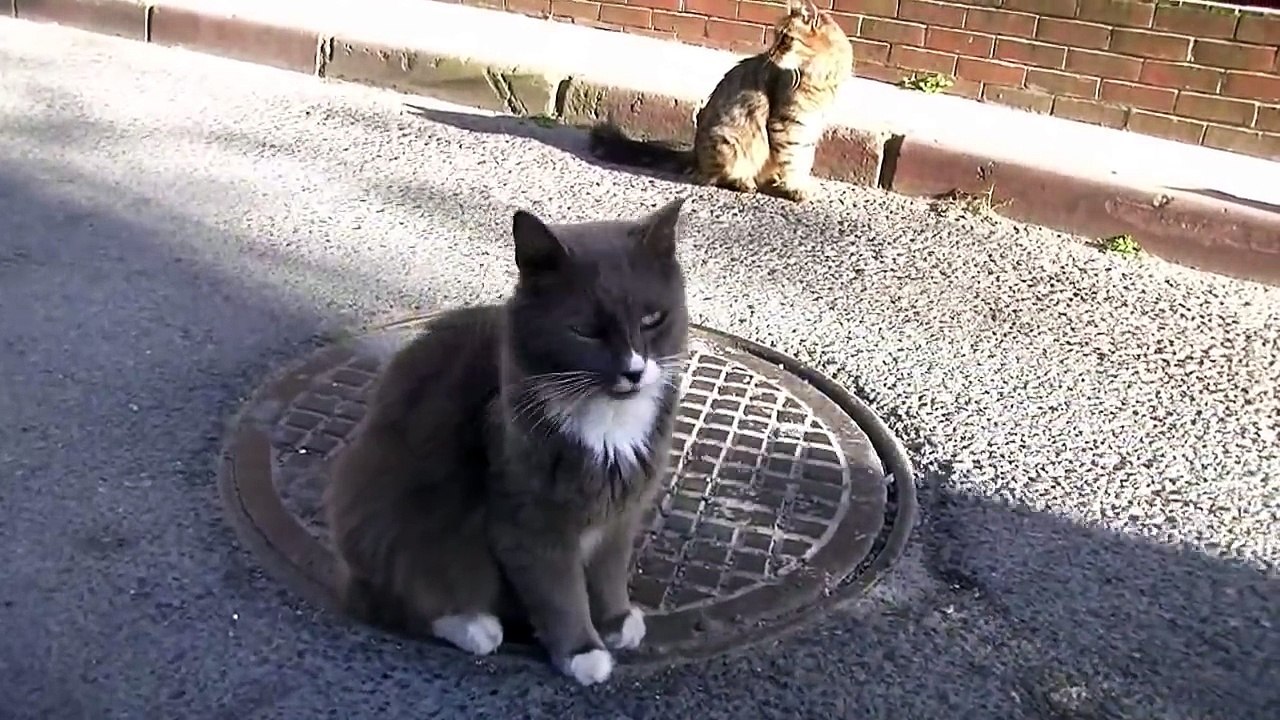 嬉し泣き！ずっと会いたかった猫さんと再会＆切なすぎた別れの様子
