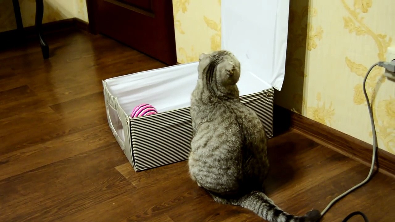 Cat and box