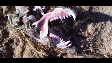 Next - Mystery - Krijesa misterioze te gjetura ne det - 14 Nëntor 2017 - Show - Vizion Plus