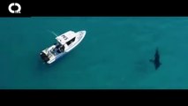 Boat-Sized Submarine Shark Caught on Tape Circling 30 Foot Long Boat - Official CR 2.0 2018