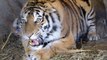 Tiger mom gets angry when they record her with her puppies.